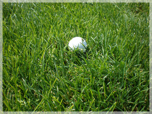 ツキサップゴルフクラブ ラフ写真